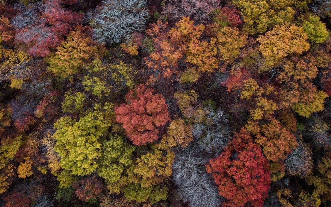 LLC vs. Corporation: Which is Right for Me?